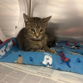 Domestic Short Hair Cats Available for Adoption - Babe | PetCurious