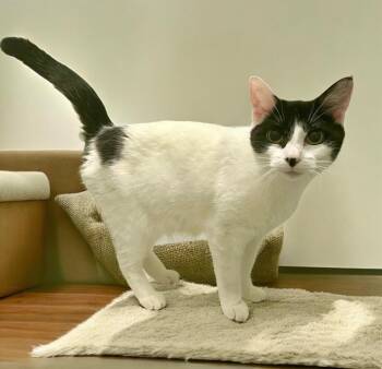 Domestic Short Hair Cats Available for Adoption - April | PetCurious