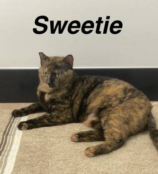 Rescue Tortoiseshell Cats for Adoption in Deltona, Florida - Sweetie | PetCurious