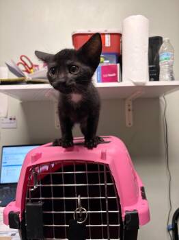 Domestic Short Hair Cats Available for Adoption in Ocala, Florida - Thor | PetCurious
