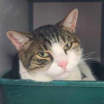 Domestic Short Hair Cats Available for Adoption - Mr. Clean | PetCurious