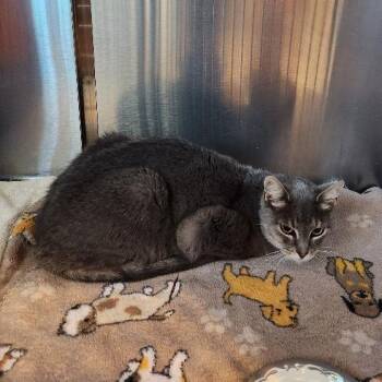 Marion -  Domestic Short Hair Cat for Adoption in Alexandria, Virginia - Marion | PetCurious