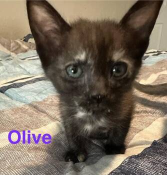 Olive -  Domestic Short Hair Cat Available for Adoption in The Woodlands, Texas - Olive | PetCurious