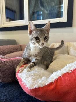 Rey -  Tabby Cat for Adoption in Newberg, Oregon - Rey | PetCurious