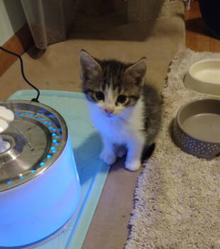 Rescue Tabby and Domestic Medium Hair Cats for Adoption - Whisper | PetCurious