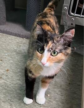 Lexus -  Domestic Short Hair Cat for Adoption in Ellijay, Georgia - Lexus | PetCurious