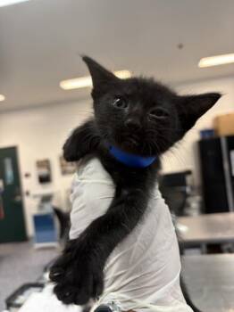 JACOB -  Domestic Short Hair Cat for Adoption in Thousand Palms, California - JACOB | PetCurious