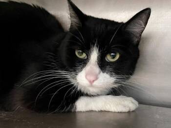 Daisy -  Domestic Short Hair Cat for Adoption in Austin, Texas - Daisy | PetCurious