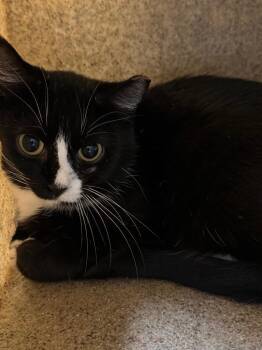 Working Cat: Sovereignty -  Domestic Short Hair Cat for Adoption in Bloomington, Indiana - Working Cat: Sovereignty | PetCurious