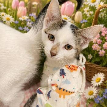 Domestic Short Hair Cats Available for Adoption in Belleville, Michigan - Frost | PetCurious