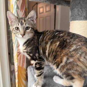 Domestic Short Hair Cats Available for Adoption in Pawleys Island, South Carolina - Tiff | PetCurious