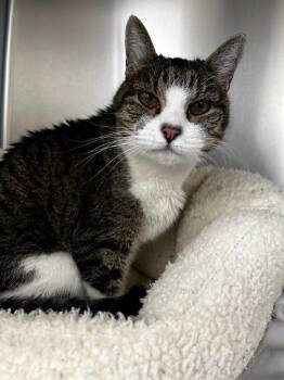 Domestic Short Hair Cats Available for Adoption - Gladys | PetCurious