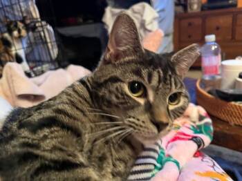 Domestic Short Hair Cats Available for Adoption - Sebastian | PetCurious