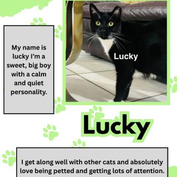 Domestic Short Hair Cats Available for Adoption in Boston, Massachusetts - Lucky | PetCurious