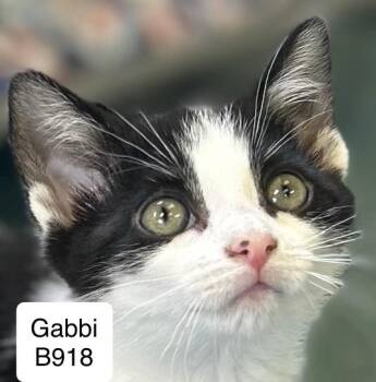 Domestic Medium Hair Cats Available for Adoption in Morganton, North Carolina - Gabbi | PetCurious