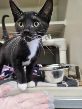 Tweety -  Domestic Short Hair Cat for Adoption in Bellevue, Washington - Tweety | PetCurious