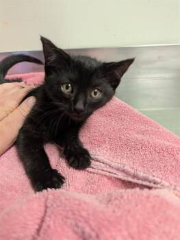 EDSON* -  Domestic Short Hair Cat for Adoption in Santa Cruz, California - EDSON* | PetCurious