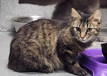 VENUS -  Domestic Short Hair and Tabby Cat for Adoption in Lexington, Tennessee - VENUS | PetCurious