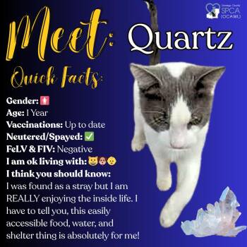 Domestic Short Hair Cats Available for Adoption in Fulton, New York - Quartz | PetCurious