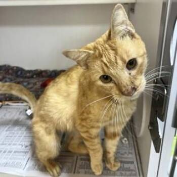 Kevin -  Domestic Short Hair Cat for Adoption in Phoenixville, Pennsylvania - Kevin | PetCurious