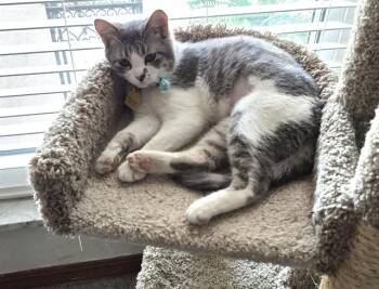 Domestic Short Hair Cats Available for Adoption - REBA | PetCurious