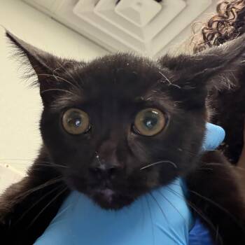 Sassy -  Domestic Short Hair Cat for Adoption in Greenville, South Carolina - Sassy | PetCurious