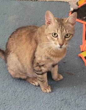 Clementine 0167 -  Domestic Short Hair Cat for Adoption in Dallas, Texas - Clementine 0167 | PetCurious