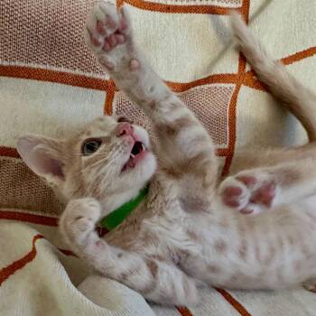 Tofu (formerly Purrstachio) -  Domestic Short Hair Cat for Adoption in Lakewood, California - Tofu (formerly Purrstachio) | PetCurious