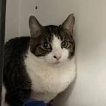Buffy -  Domestic Short Hair Cat for Adoption in Hilliard, Ohio - Buffy | PetCurious