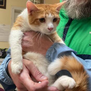 Domestic Short Hair Cats Available for Adoption - Axl | PetCurious