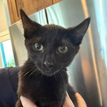 PEPPER -  Domestic Short Hair Cat for Adoption in Auburn, California - PEPPER | PetCurious