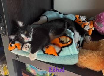 Ethyl -  Domestic Short Hair Cat for Adoption in Ogden, Utah - Ethyl | PetCurious