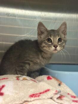 Espresso -  Domestic Short Hair Cat for Adoption in Rock Springs, Wyoming - Espresso | PetCurious