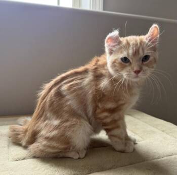 American Curl Cats Available for Adoption - LILY | PetCurious