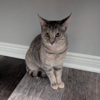 Domestic Short Hair Cats Available for Adoption in Lake Orion, Michigan - Lily | PetCurious