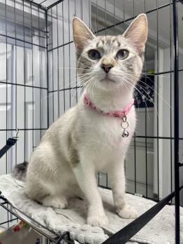 Siamese Cats Available for Adoption in Plano, Texas - Cannellini | PetCurious