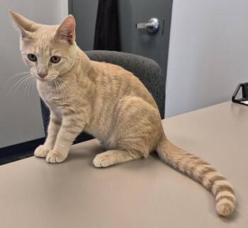Butterscotch -  Domestic Short Hair Cat for Adoption in Salisbury, North Carolina - Butterscotch | PetCurious