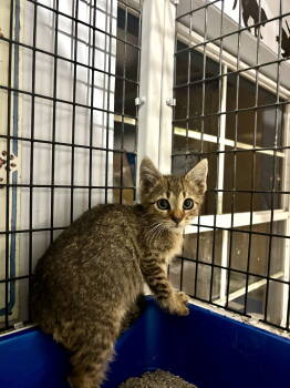 Rescue Domestic Short Hair Cats for Adoption in Camden, South Carolina - Snout 'N About (Available For Pre-adoption) | PetCurious