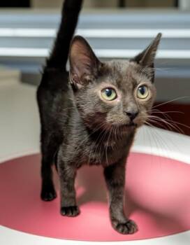 Coal-$75 Adoption Special! -  Domestic Short Hair Cat for Adoption in Fort Myers, Florida - Coal-$75 Adoption Special! | PetCurious