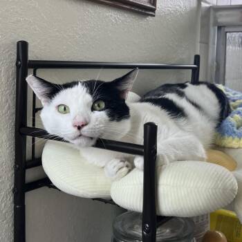 June Bug -  Domestic Short Hair Cat for Adoption in Los Angeles, California - June Bug | PetCurious