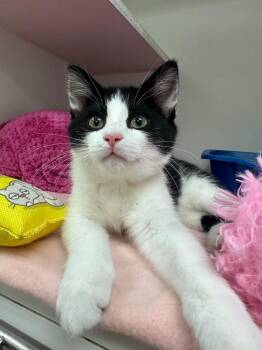 Stormy (W. Lakeview) -  Domestic Short Hair Cat for Adoption in Johnson City, Tennessee - Stormy (W. Lakeview) | PetCurious