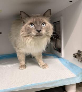 Domestic Medium Hair Cats Available for Adoption - Sammi | PetCurious