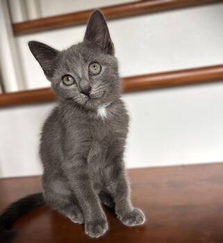 Jack Frost -  Russian Blue Cat Available for Adoption in Fort Myers, Florida - Jack Frost | PetCurious