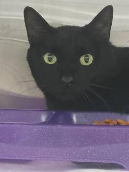 Kane -  Domestic Short Hair Cat for Adoption in Springfield, Tennessee - Kane | PetCurious