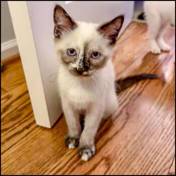 Ursaal -  Siamese and Domestic Short Hair Cat for Adoption in Roswell, Georgia - Ursaal | PetCurious