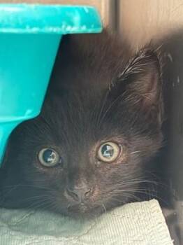 Domestic Short Hair Cats Available for Adoption in Irving, Texas - Dawn | PetCurious