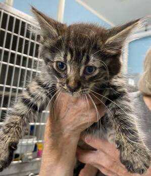 Bill of Rights - At shelter -  Domestic Short Hair Cat for Adoption in Rustburg, Virginia - Bill Of Rights - At Shelter | PetCurious