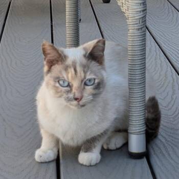 Snowy -  Siamese and Domestic Short Hair Cat for Adoption in Washington, District Of Columbia - Snowy | PetCurious