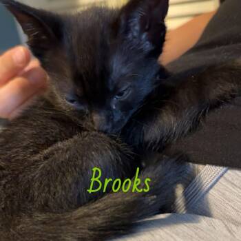 American Shorthair Cats Available for Adoption in Waggaman, Louisiana - Brooks | PetCurious