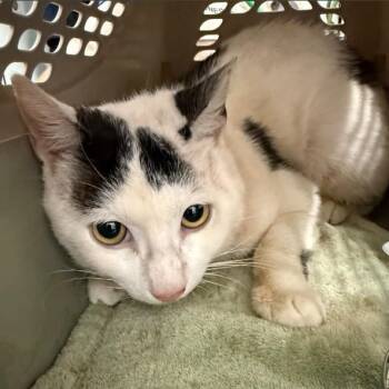 A053687 -  Domestic Short Hair Cat for Adoption in Alameda, California - A053687 | PetCurious